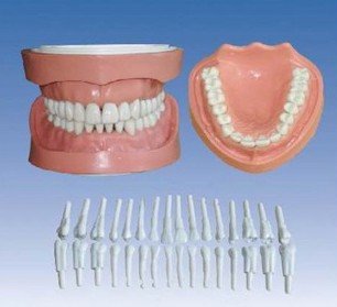 高級可卸式有根標準牙模型（BIX-L1020）