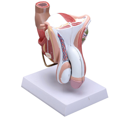 男性外生殖器解剖模型（BIX-A1092）