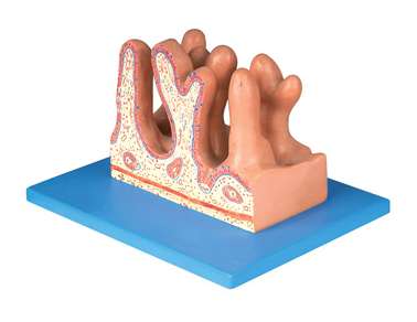 空腸內面放大模型（BIX-BM1087）