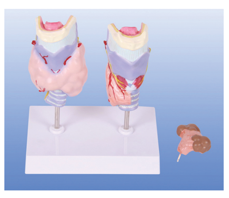 甲狀腺病理模型（BIX-A1094）