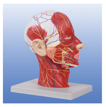 頭頸部神經(jīng)血管模型（BIX-A1095）